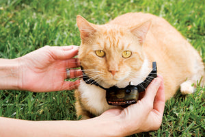 Sistema antifuga In-Ground Cat Fence™ con filo deluxe per gatti