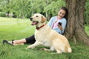 Collare ricevitore aggiuntivo per cani ostinati Add-A-Dog® per sistema antifuga senza fili STAY & PLAY® Wireless Fence